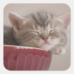 ボールで眠っている子ネコ スクエアシール