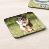 ボールで遊ぶオーストラリアン・シェパード コースター (左側)