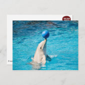 ボールを持つイルカ ポストカード (正面/裏面)