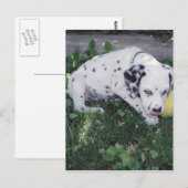 ボールを持つダルメティアの子犬 ポストカード (正面/裏面)