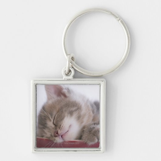 ボール2で眠っている子ネコ キーホルダー (正面)