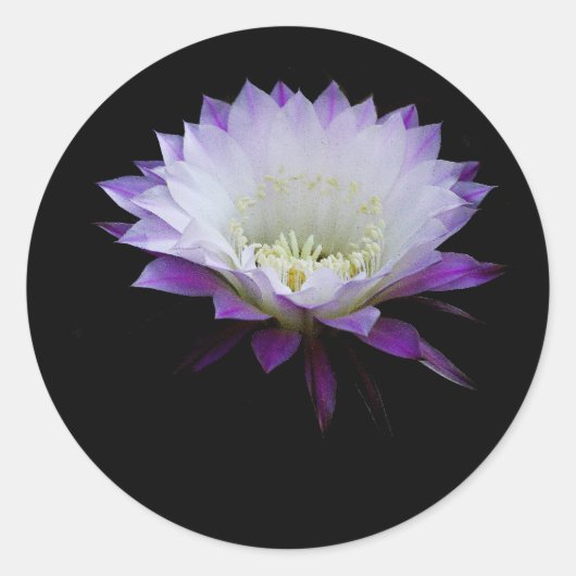 ボール・ナイト・ブルーマーのベル ラウンドシール (正面)