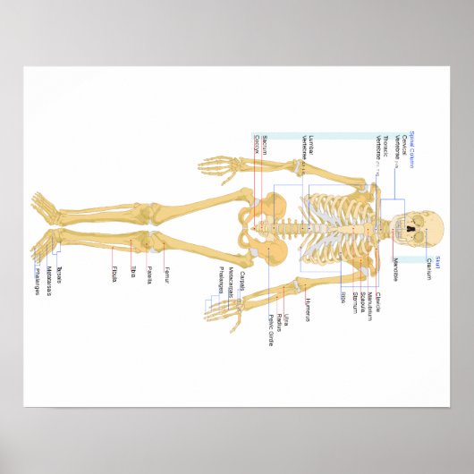ボーンポスター ポスター (正面)