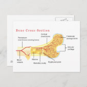 ボーン断面図 ポストカード (正面/裏面)