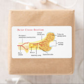 ボーン断面図 ラベル (インサイチュ)