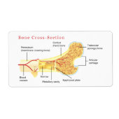 ボーン断面図 ラベル (正面)