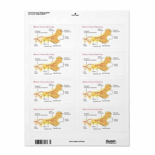 ボーン断面図 ラベル (フルシート)
