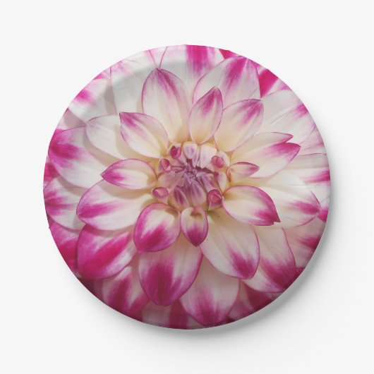 ボー ペーパープレート (正面)