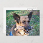 ボー ポストカード (正面/裏面)