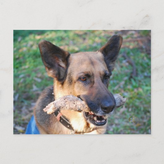 ボー ポストカード (正面)