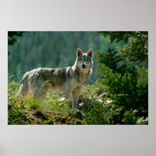 ポアスター ポスター (正面)