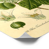 ポイズンアイビー植物プリント ポスター (角)