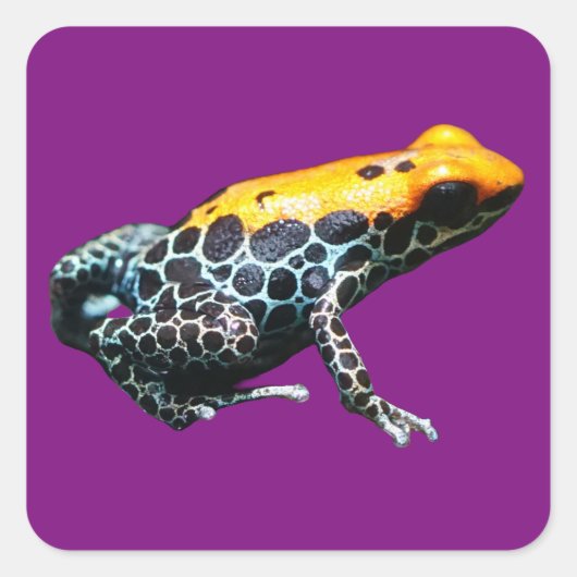 ポイズンダーツカエル スクエアシール (正面)
