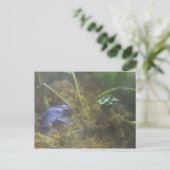 ポイズンダーツカエル ポストカード (スタンド正面)