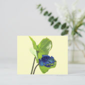 ポイズンダーツカエル ポストカード (スタンド正面)