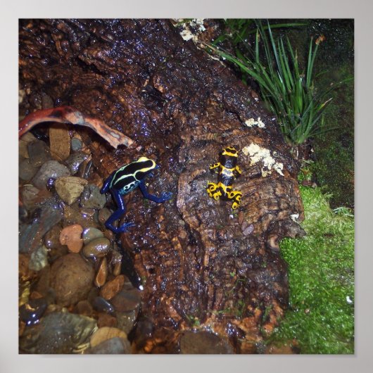 ポイズンダーツフロッグポスター ポスター (正面)