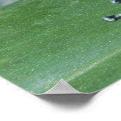 ポイズンダーツフロッグ(デンドロベイトオーラトゥス) Cahuita ポスター (角)