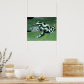 ポイズンダーツフロッグ(デンドロベイトオーラトゥス) Cahuita ポスター (キッチン)