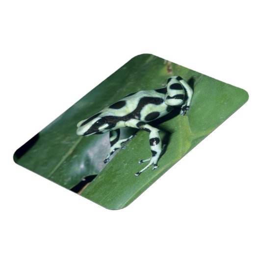 ポイズンダーツフロッグ(デンドロベイトオーラトゥス) Cahuita マグネット (左側)