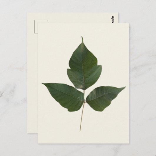 ポイズン離れタつる植物 – ポイズンアイビーグリーン実在-  ポストカード (正面/裏面)