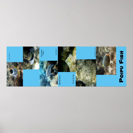 ポイプフィッシュ ポスター (正面)