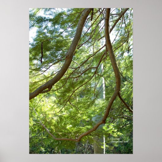 ポインシアナの木の枝ポスター ポスター (正面)