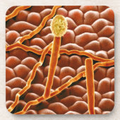 ポインセチアのうどんこ病の菌類 コースター (正面)