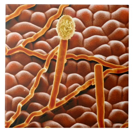 ポインセチアのうどんこ病の菌類 タイル (正面)