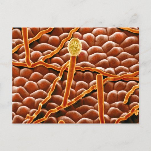 ポインセチアのうどんこ病の菌類 ポストカード (正面)