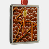 ポインセチアのうどんこ病の菌類 メタルオーナメント (右)