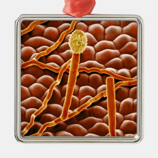 ポインセチアのうどんこ病の菌類 メタルオーナメント (正面)