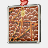 ポインセチアのうどんこ病の菌類 メタルオーナメント (左)