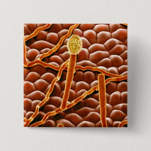 ポインセチアのうどんこ病の菌類 缶バッジ (正面)