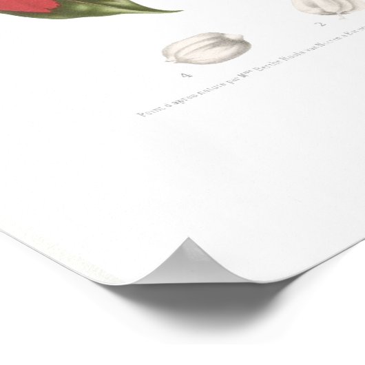 ポインセチア肺腫 ポスター (角)