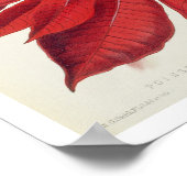 ポインセチア・プルチェリマ ポスター (角)