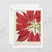 ポインセチア・プルチェリマ ポストカード (正面/裏面)