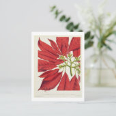 ポインセチア・プルチェリマ ポストカード (スタンド正面)