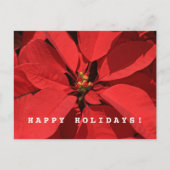 ポインセチア・メリークリスマスハッピー新年 シーズンポストカード (正面)