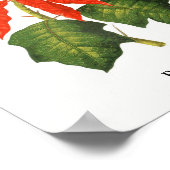 ポインセティアボタニカルプリント ポスター (角)