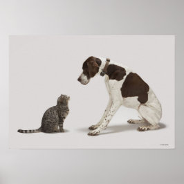 ポインタが猫を見下ろす ポスター