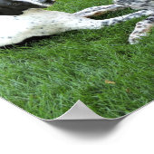 ポインタとセッターの愛 ポスター (角)