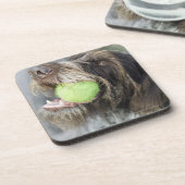 ポインター犬の鋭いテニス・ボール、クローズアップ コースター (左側)