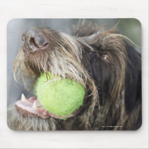 ポインター犬の鋭いテニス・ボール、クローズアップ マウスパッド