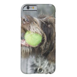 ポインター犬の鋭いテニス・ボール、クローズアップ BARELY THERE iPhone 6 ケース