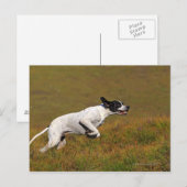 ポインタ。家族性狼瘡 ポストカード (正面/裏面)