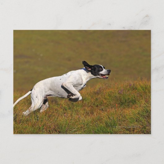 ポインタ。家族性狼瘡 ポストカード (正面)