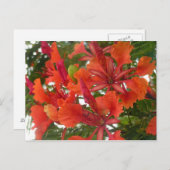 ポインチアナ王室のフラワーポストカード ポストカード (正面/裏面)