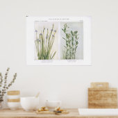 ポインテッドブルーアイドグラス&バスタードトアドフラックス ポスター (キッチン)