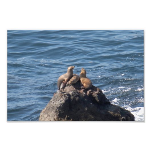 ポイントドゥーム州ビーチ フォトプリント            (正面)