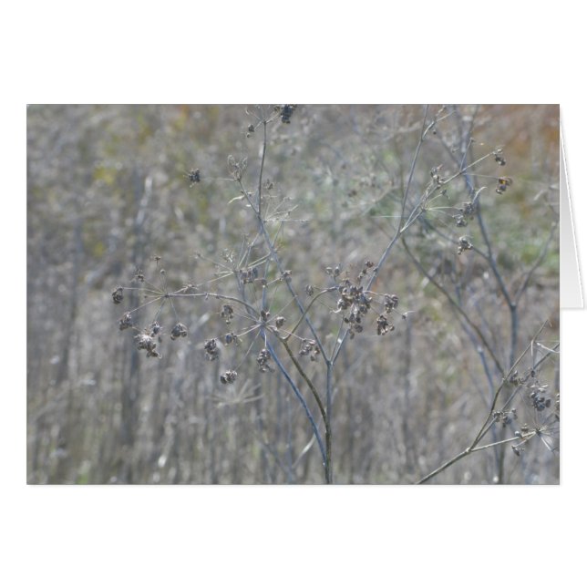 ポイントレイエス、カリフォルニア (正面横)